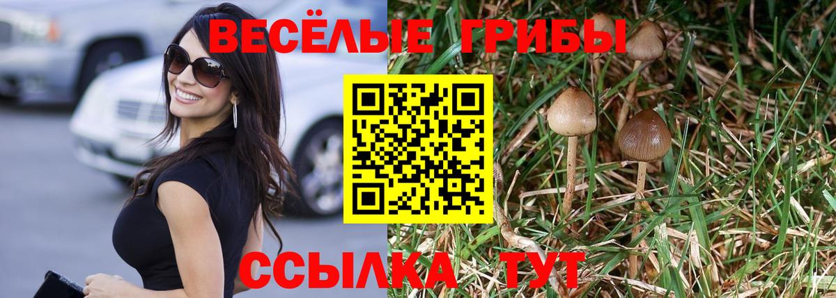 Псилоцибиновые грибы Psilocybe Муравленко